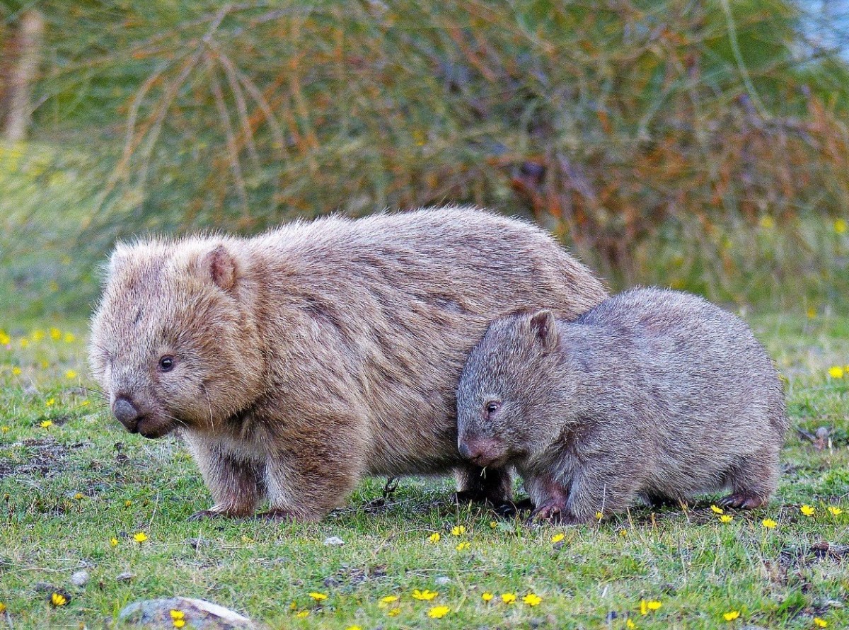 Wombat – det modbydelige menneskes totemdyr