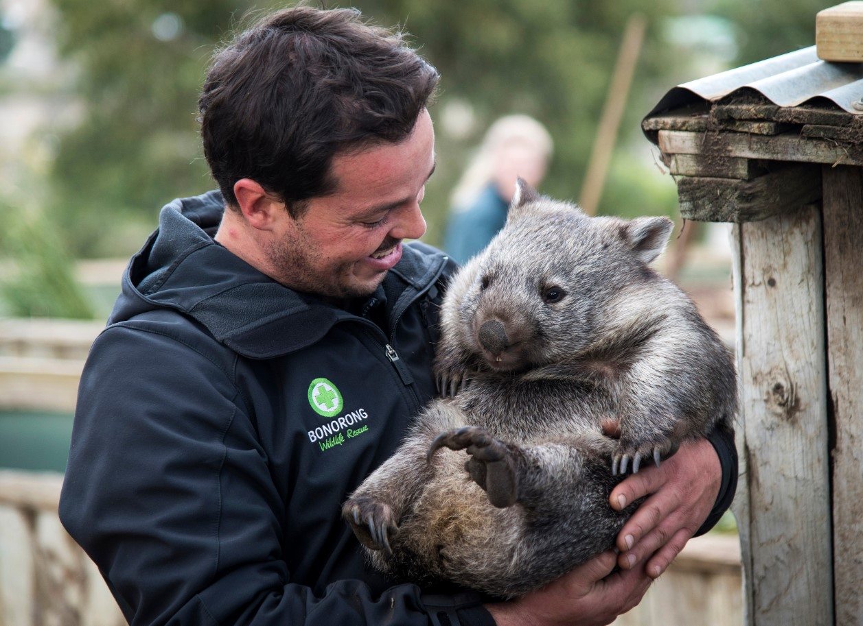 Wombat – det modbydelige menneskes totemdyr
