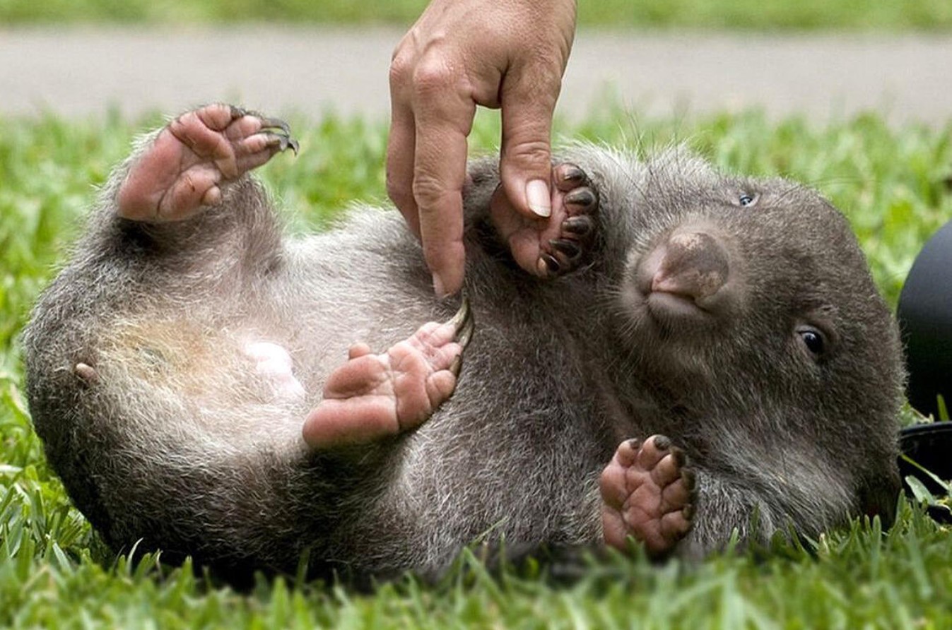 Wombat – det modbydelige menneskes totemdyr