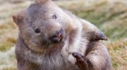 Wombat – det modbydelige menneskes totemdyr