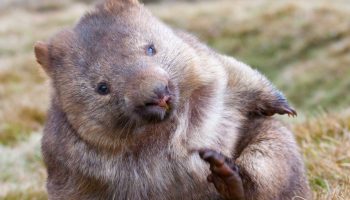 Wombat – det modbydelige menneskes totemdyr