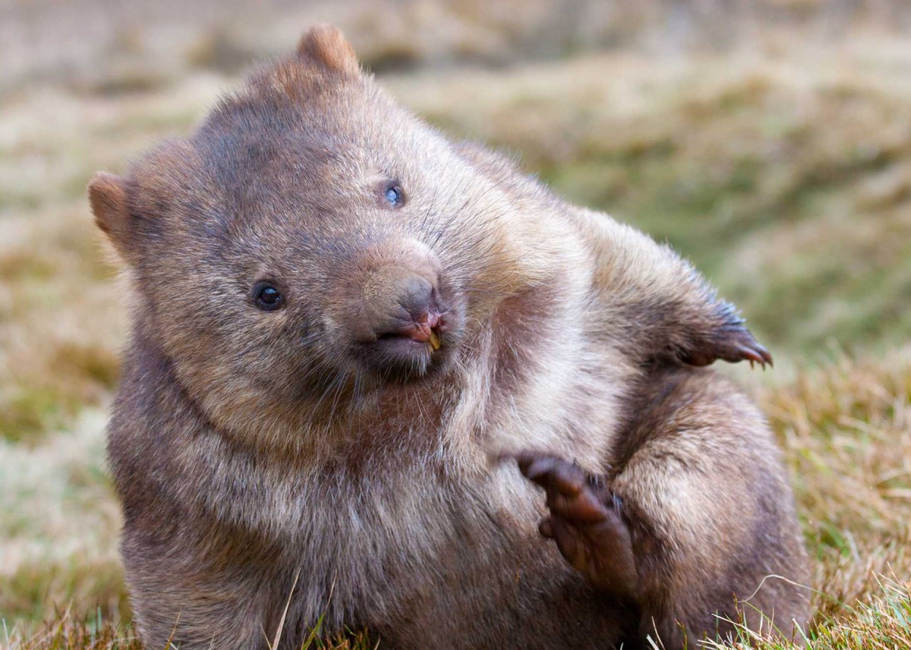 Wombat – det modbydelige menneskes totemdyr