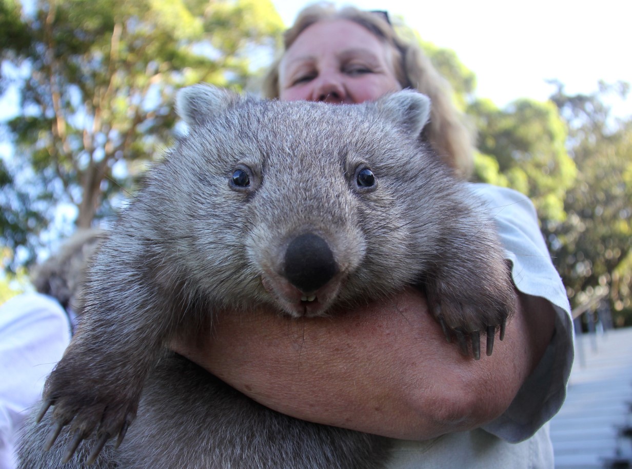 Wombat – det modbydelige menneskes totemdyr