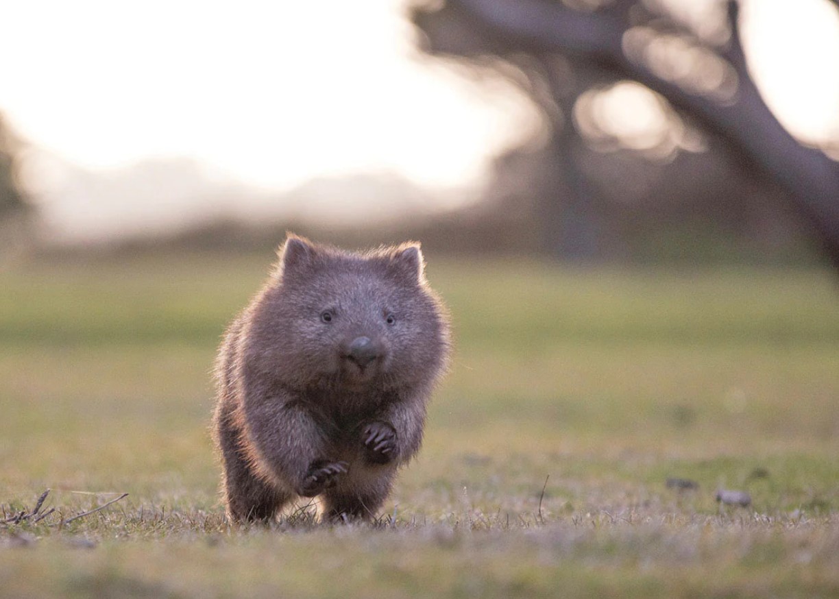 Wombat – det modbydelige menneskes totemdyr