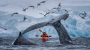 Fantastisk syn: polarforskere viser, hvordan en hval springer op af vandet (foto)