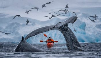 Fantastisk syn: polarforskere viser, hvordan en hval springer op af vandet (foto)