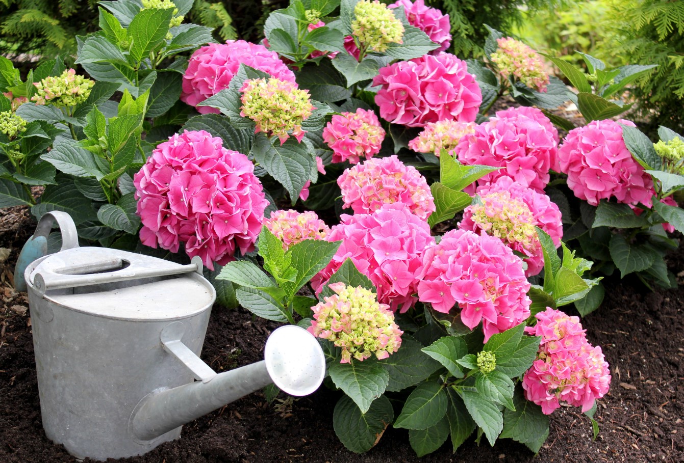 Hortensia elsker at spise: hvordan gøder man en kræsen blomst?