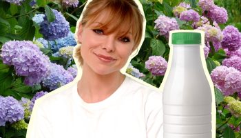 Hortensia elsker at spise: hvordan gøder man en kræsen blomst?