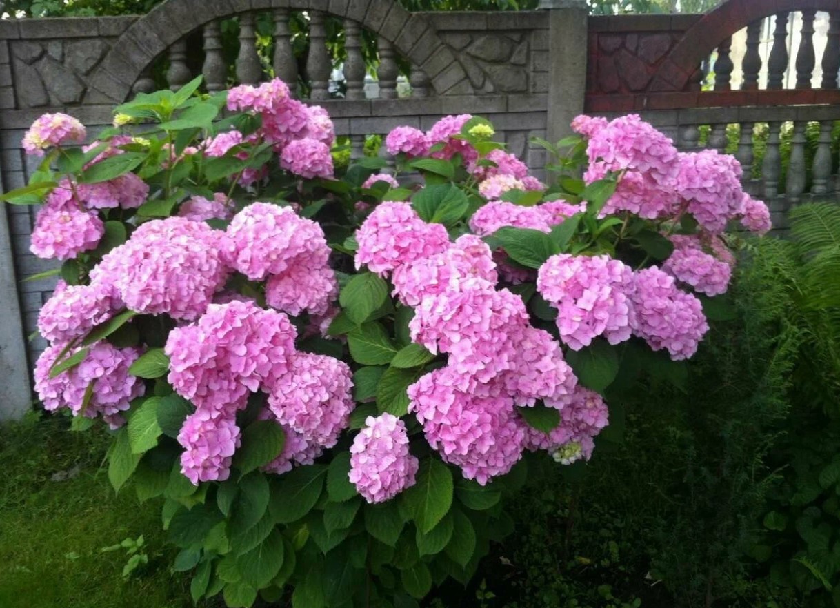 Hortensia elsker at spise: hvordan gøder man en kræsen blomst?