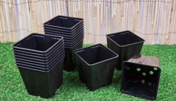 Smid ikke gamle plastikblomsterpotter ud – gartner afslører smart trick