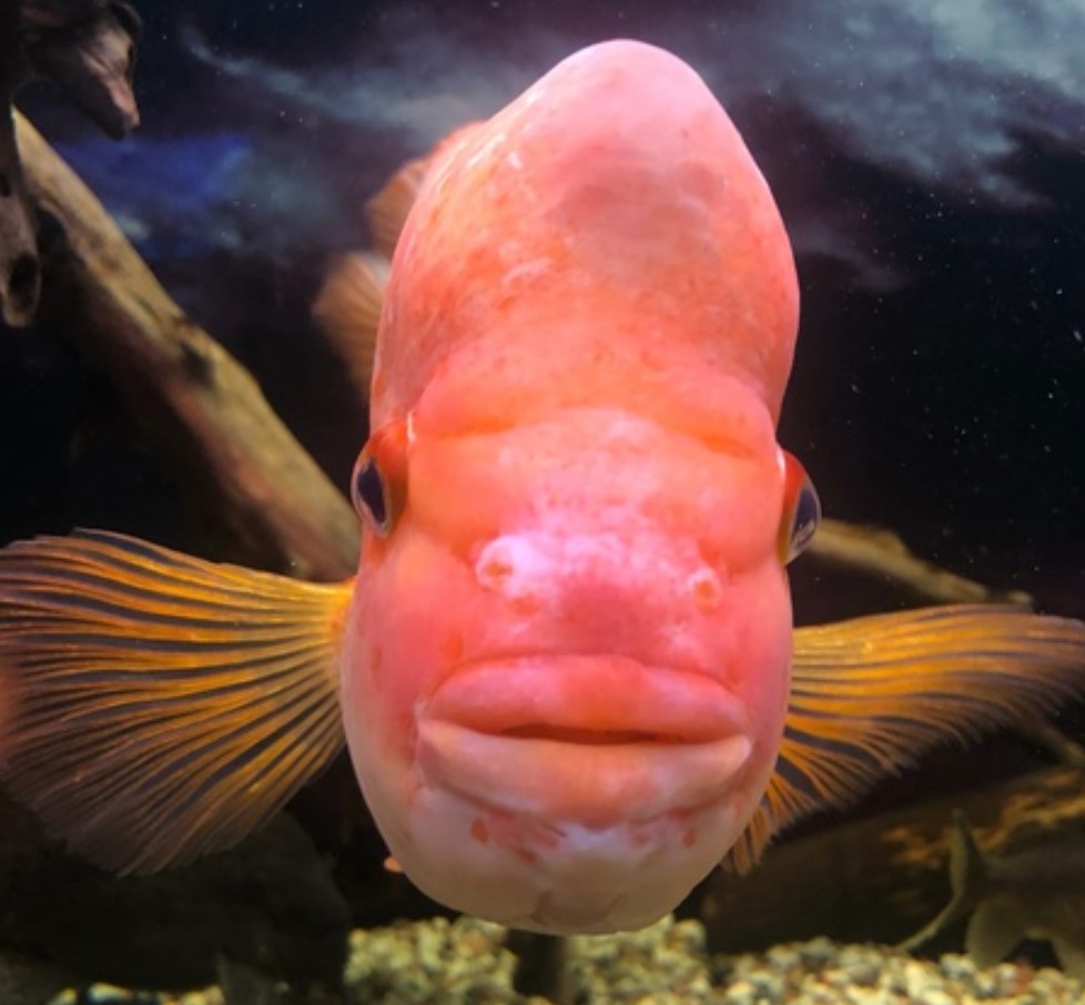 Forskere har fundet fisk med enorme læber og afsløret hemmeligheden bag denne anomali