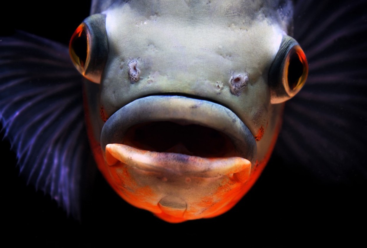 Forskere har fundet fisk med enorme læber og afsløret hemmeligheden bag denne anomali