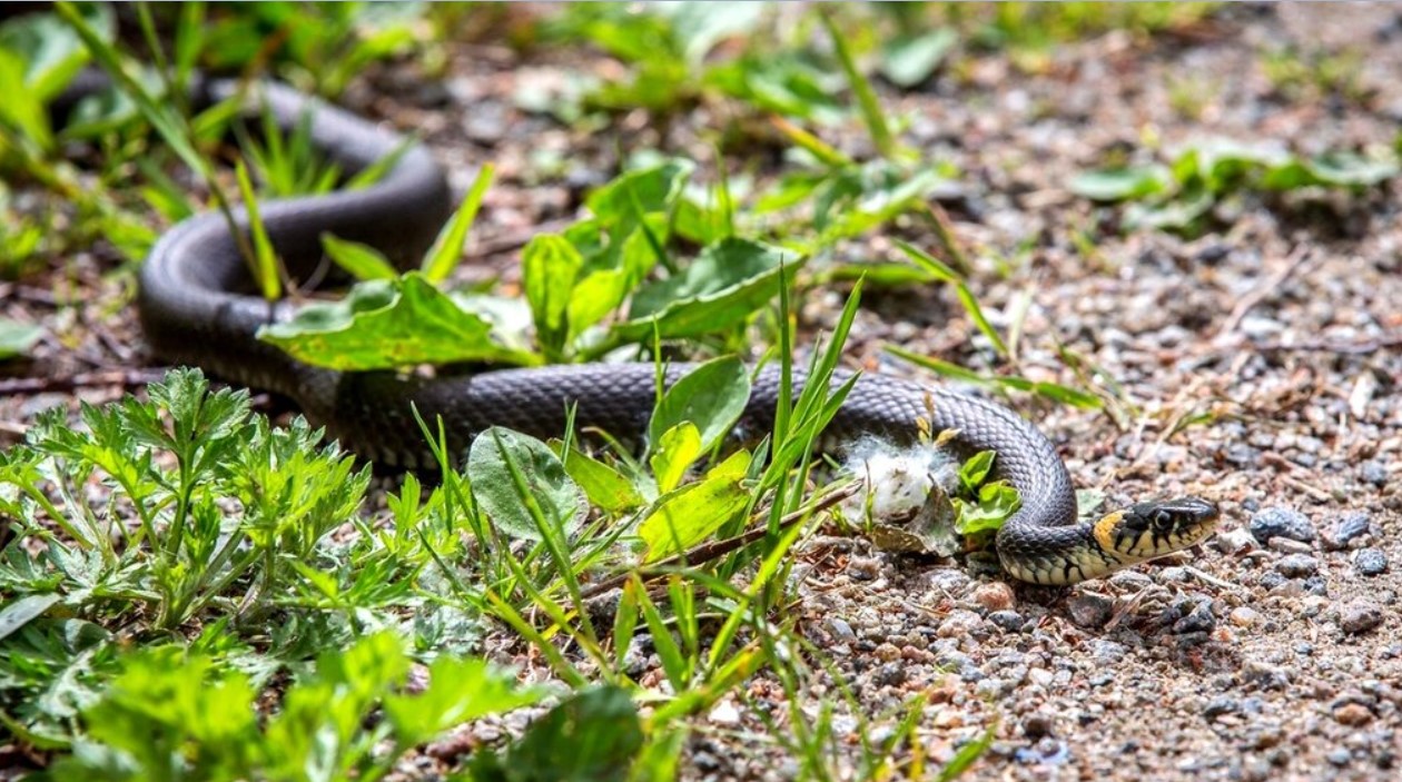 Denne metode til at jage en slange væk fra din grund virker altid: Lad ikke din sommerhus blive dens hjem