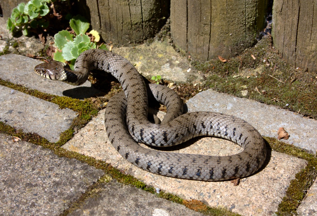 Denne metode til at jage en slange væk fra din grund virker altid: Lad ikke din sommerhus blive dens hjem
