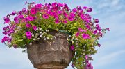 Hvordan man passer planter i krukker: lille volumen er ikke en dom for en klog blomsteravler