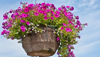 Hvordan man passer planter i krukker: lille volumen er ikke en dom for en klog blomsteravler