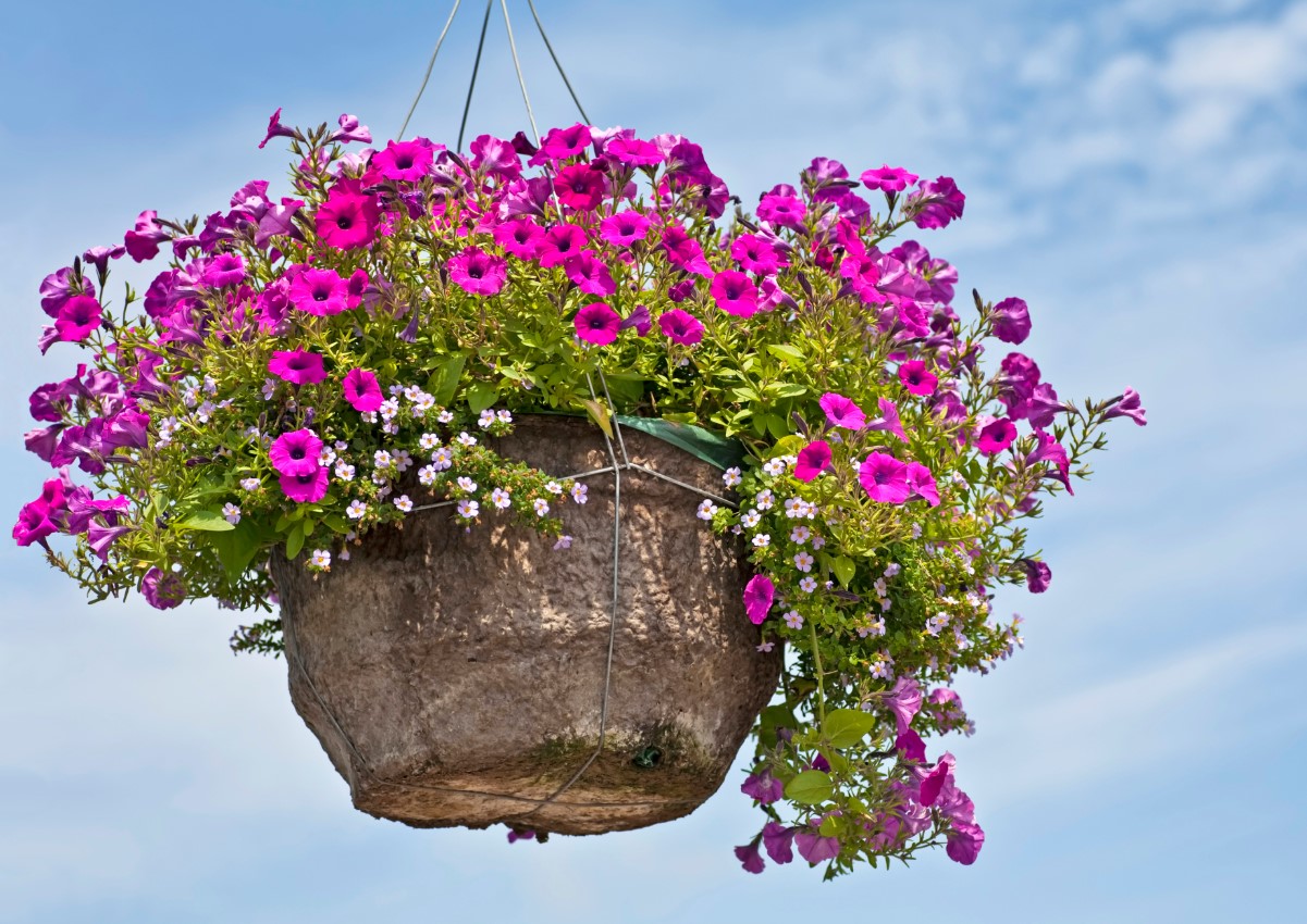 Hvordan man passer planter i krukker: lille volumen er ikke en dom for en klog blomsteravler