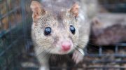 Australske quoll-hanner er de mest ulykkelige elskere blandt pattedyr