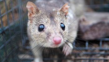 Australske quoll-hanner er de mest ulykkelige elskere blandt pattedyr