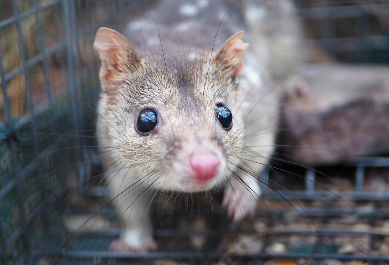 Australske quoll-hanner er de mest ulykkelige elskere blandt pattedyr