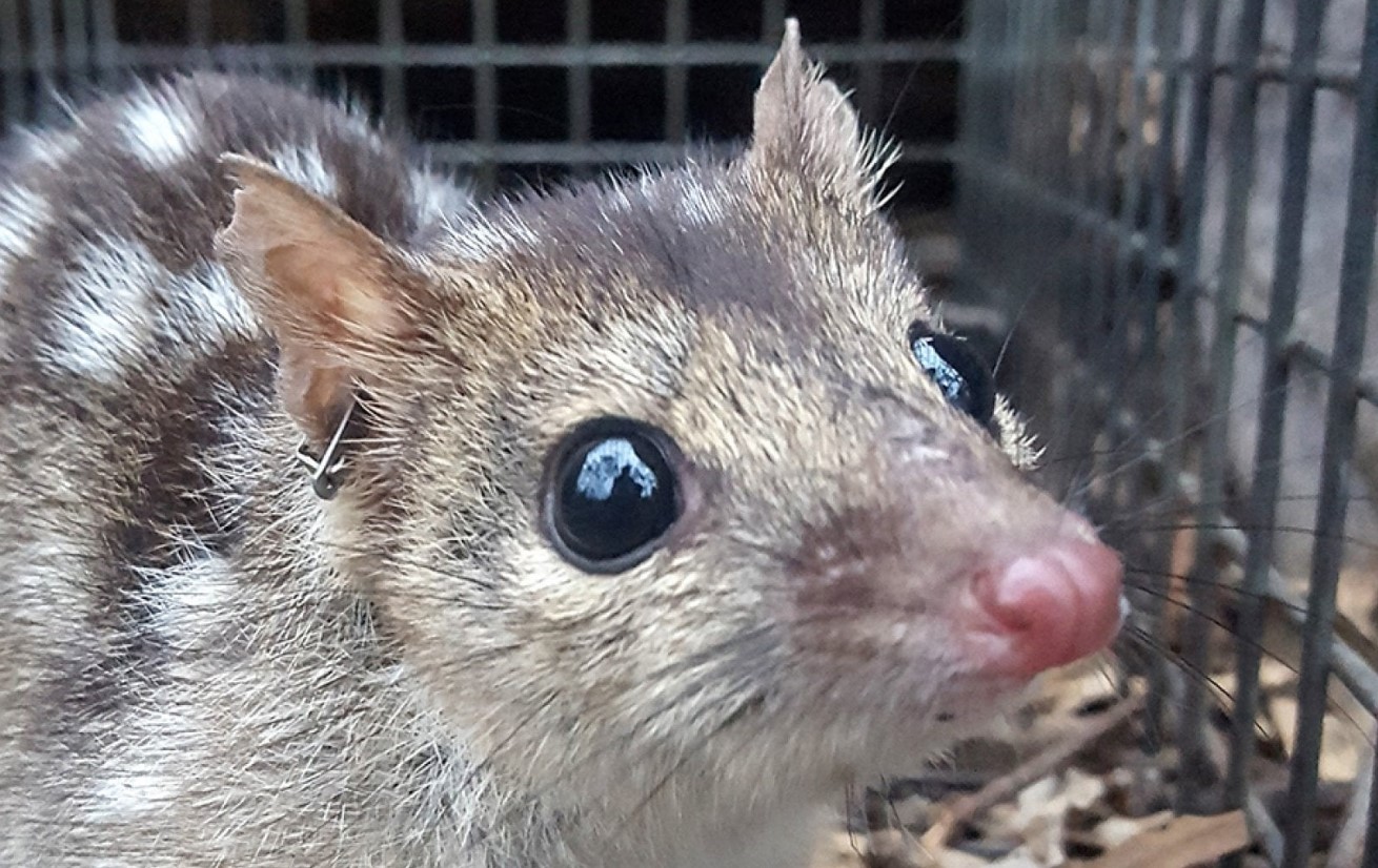 Australske quoll-hanner er de mest ulykkelige elskere blandt pattedyr