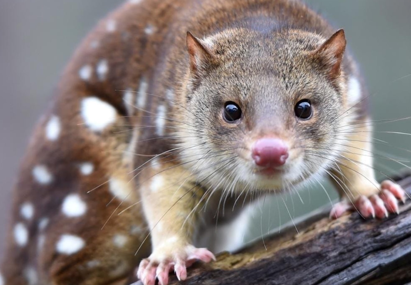 Australske quoll-hanner er de mest ulykkelige elskere blandt pattedyr