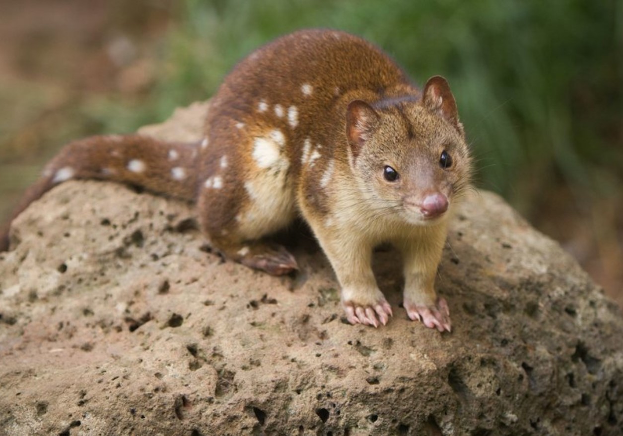 Australske quoll-hanner er de mest ulykkelige elskere blandt pattedyr