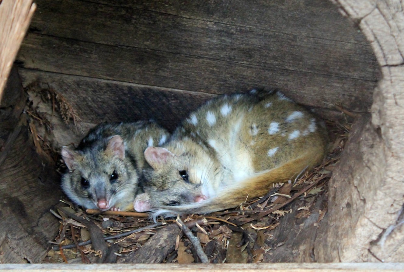 Australske quoll-hanner er de mest ulykkelige elskere blandt pattedyr
