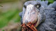 En fugl, der kan dræbe en krokodille, bryder naturens love og erobrer de afrikanske sumpe