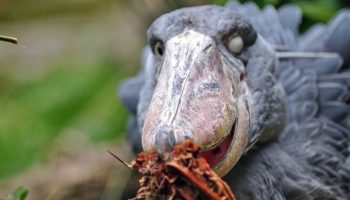 En fugl, der kan dræbe en krokodille, bryder naturens love og erobrer de afrikanske sumpe