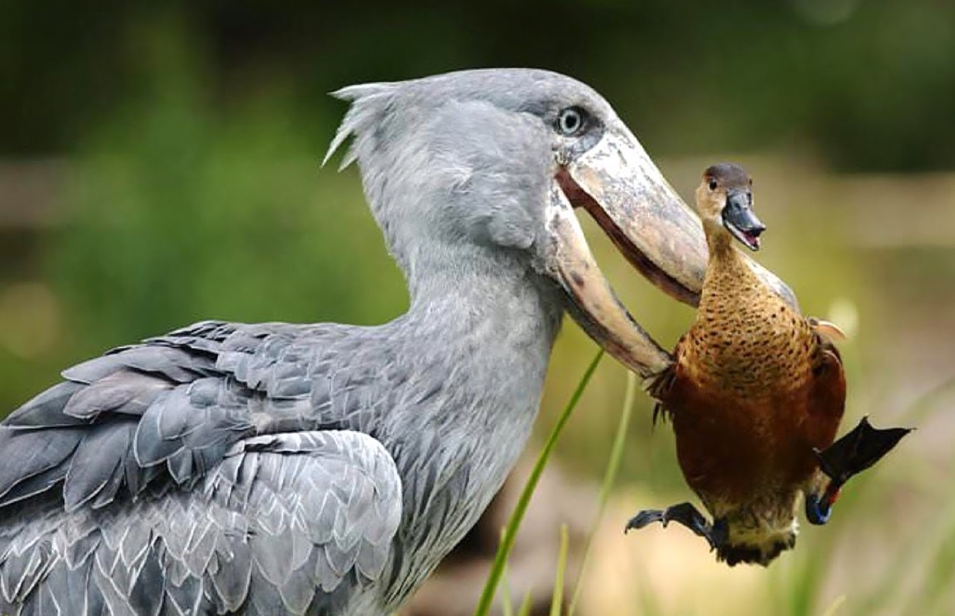 En fugl, der kan dræbe en krokodille, bryder naturens love og erobrer de afrikanske sumpe