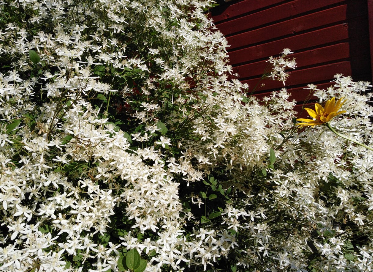 En dovendags drøm: denne blomst vokser af sig selv og ser ud som på billedet