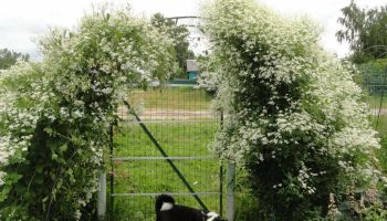 En dovendags drøm: denne blomst vokser af sig selv og ser ud som på billedet