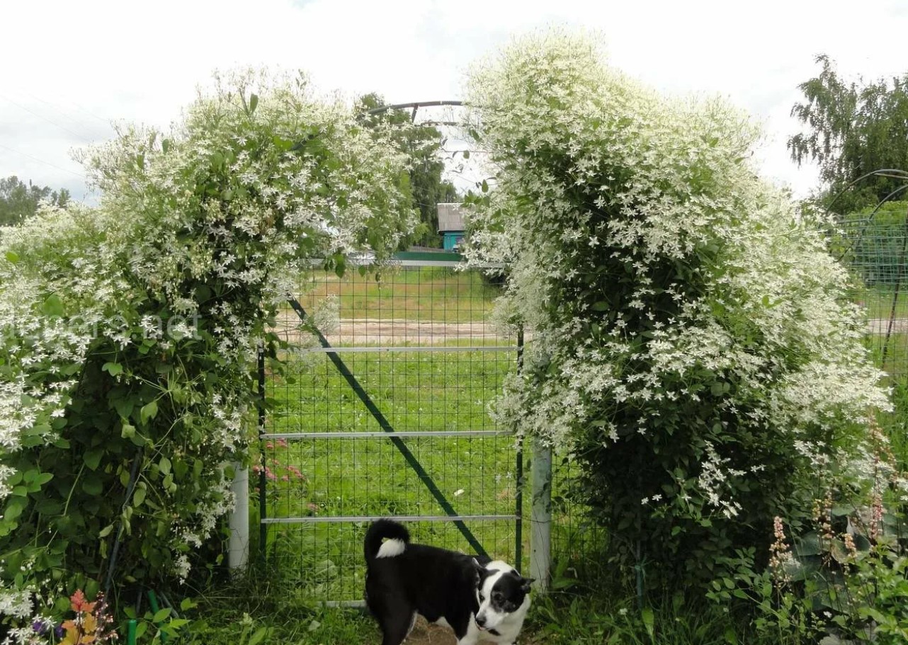 En dovendags drøm: denne blomst vokser af sig selv og ser ud som på billedet