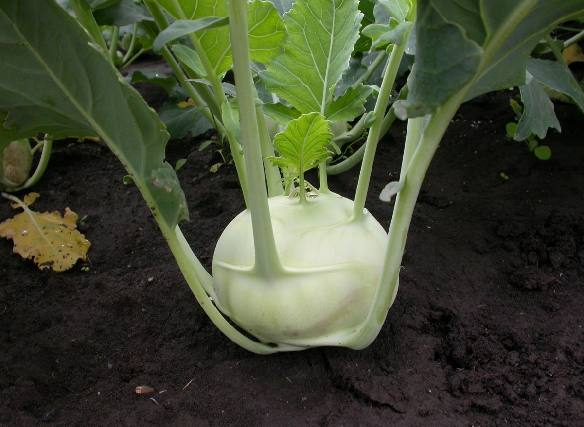 kålrabi