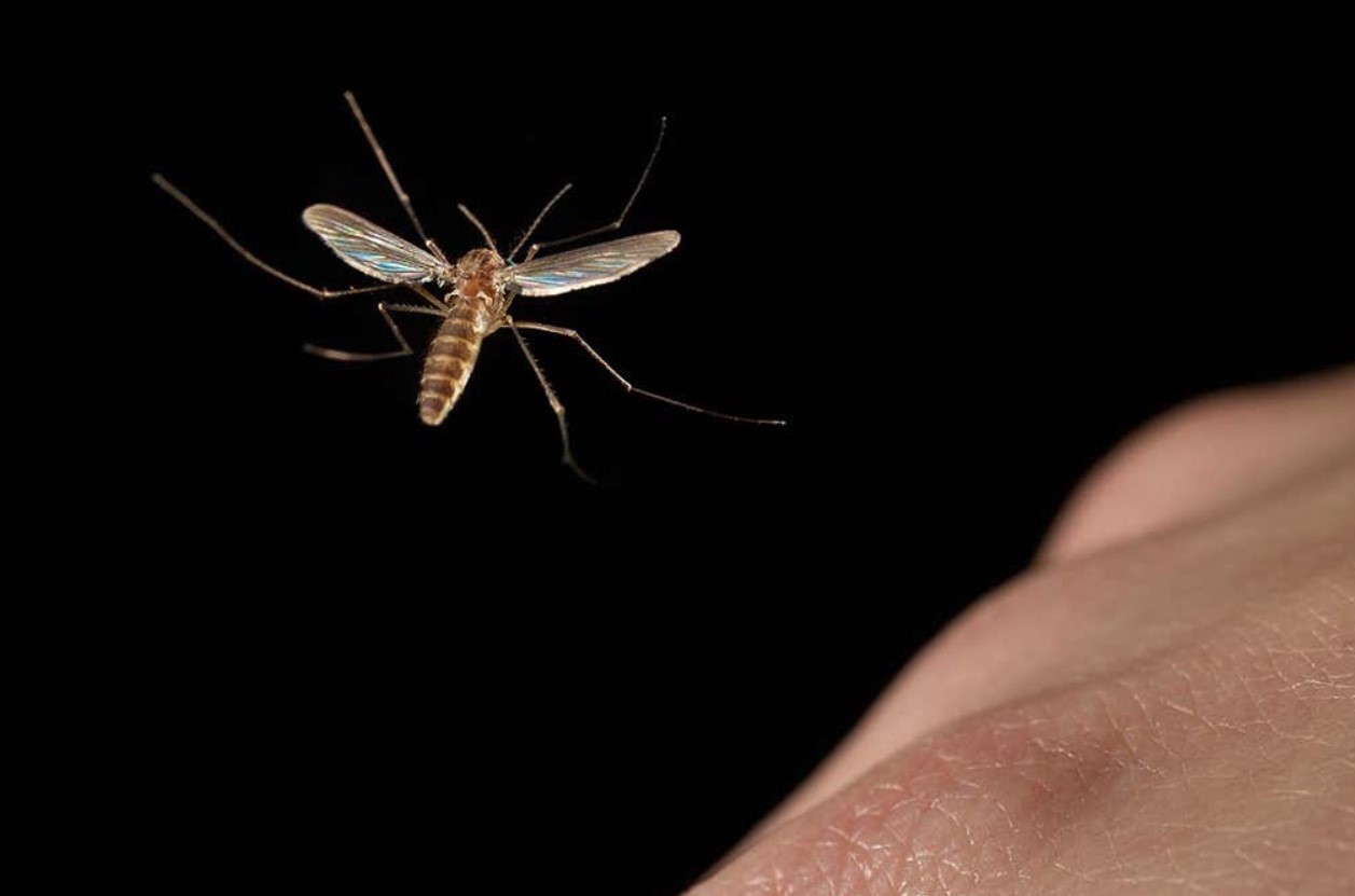 Du skal bruge en glasbeholder og 5 ingredienser: kloge husmødre ved, hvordan man kan få myg til at forsvinde – de »blodsuge« forsvinder for altid