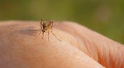 Sommeraftener uden irriterende mygge: denne plante får blodsugerne til at flyve langt væk