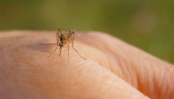 Sommeraftener uden irriterende mygge: denne plante får blodsugerne til at flyve langt væk