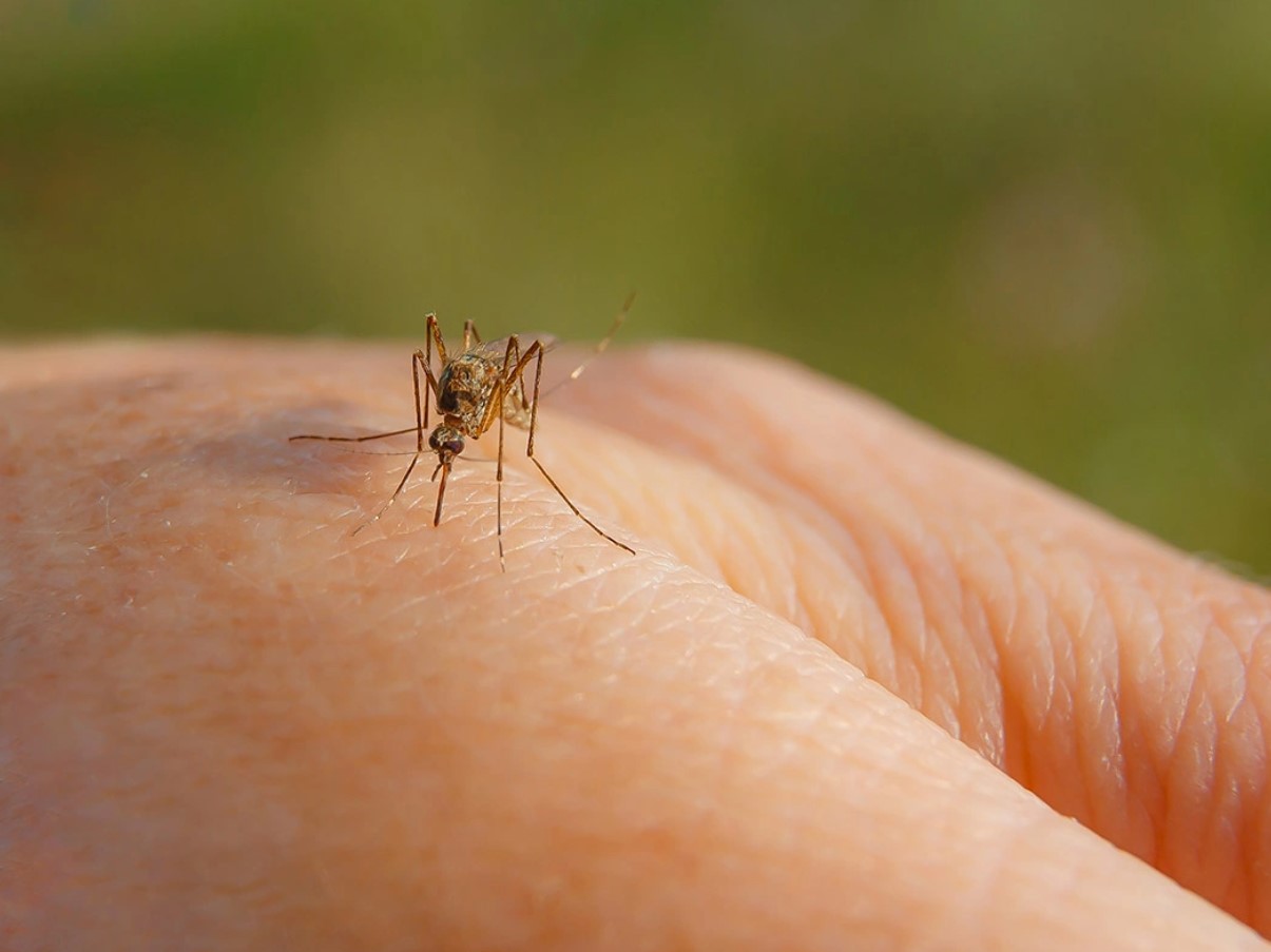 Sommeraftener uden irriterende mygge: denne plante får blodsugerne til at flyve langt væk