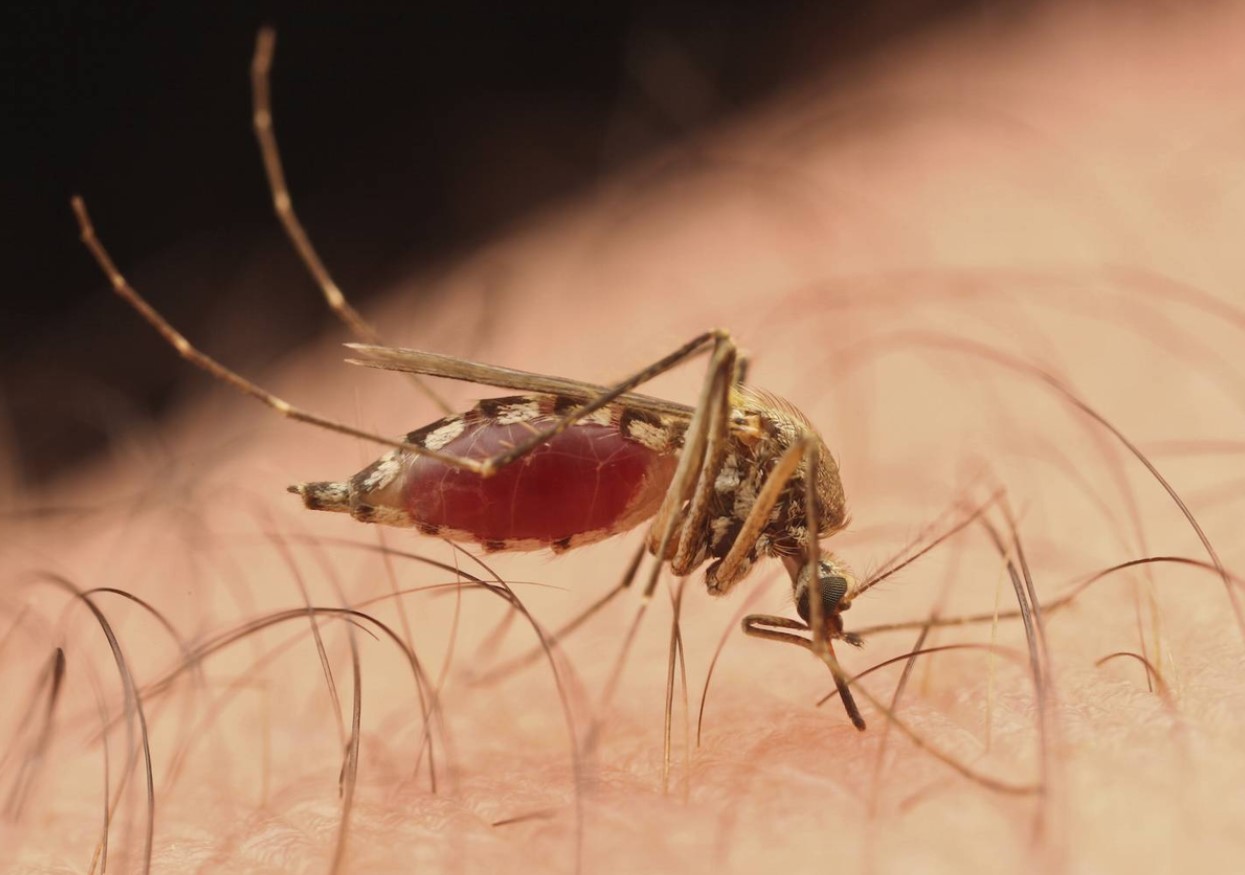Sådan slipper du af med myg: disse små irriterende insekter kan ikke udstå denne lugt – kun én væske løser problemet