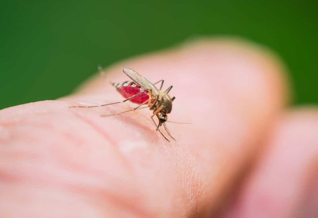 Sådan slipper du af med myg: disse små irriterende insekter kan ikke udstå denne lugt – kun én væske løser problemet