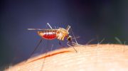 Sådan slipper du af med myg: disse små irriterende insekter kan ikke udstå denne lugt – kun én væske løser problemet