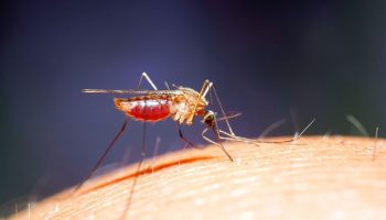 Sådan slipper du af med myg: disse små irriterende insekter kan ikke udstå denne lugt – kun én væske løser problemet
