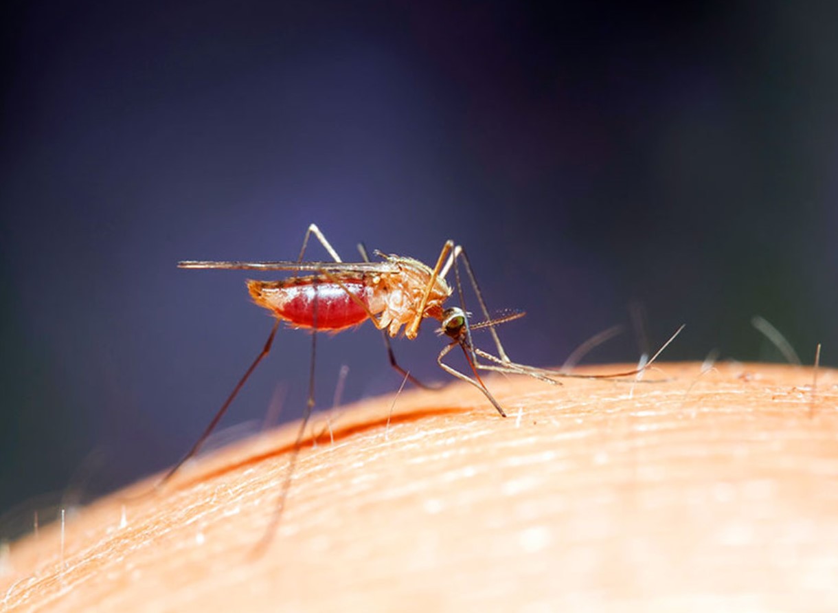 Sådan slipper du af med myg: disse små irriterende insekter kan ikke udstå denne lugt – kun én væske løser problemet