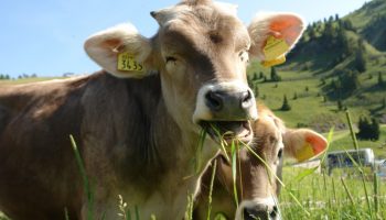 Forskere har fundet fisk, der kan bevæge kæben fra side til side