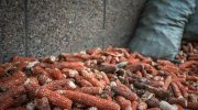 Tørre majskolber i stedet for dræn: et interessant tip til dine planter