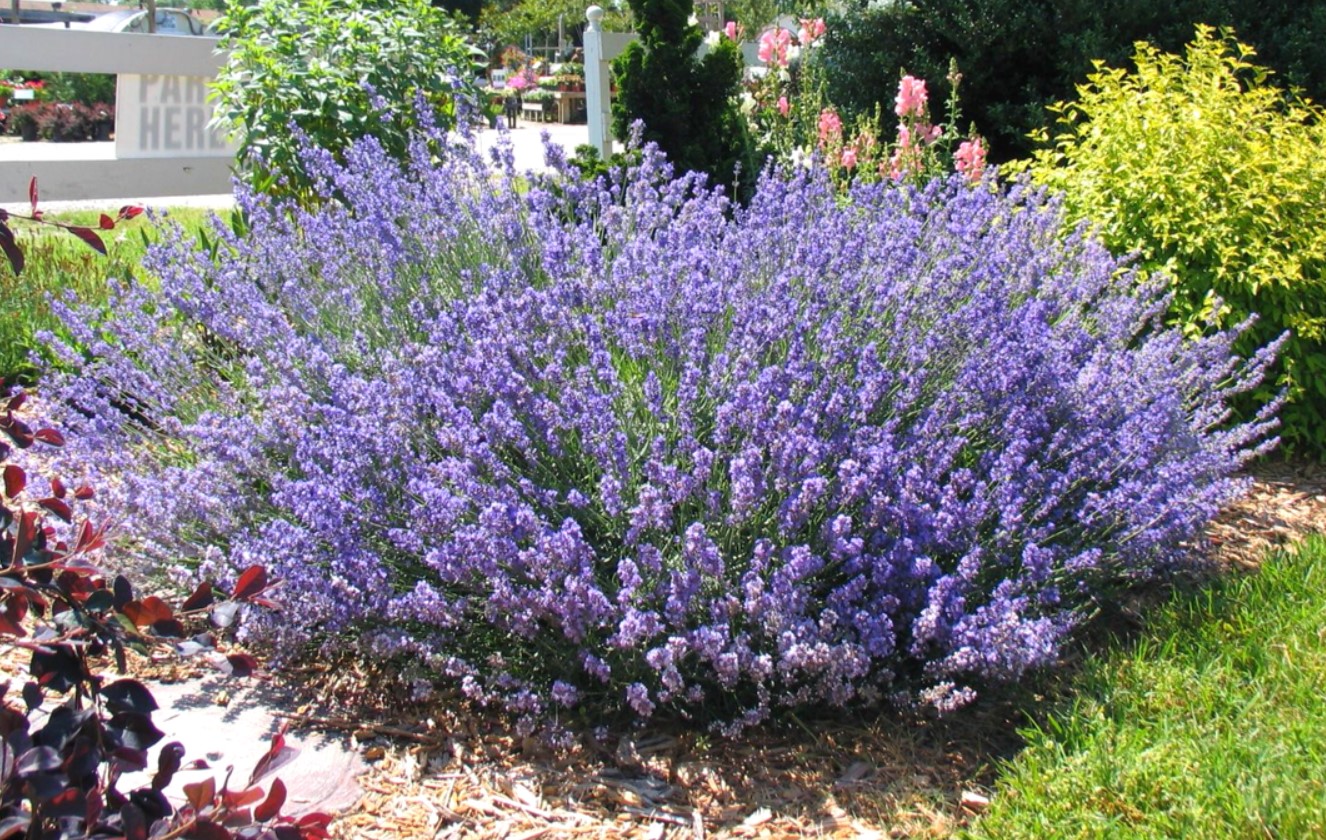 Gødning til lavendel: hvordan man får planter til at blomstre rigeligt