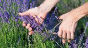 Gødning til lavendel: hvordan man får planter til at blomstre rigeligt