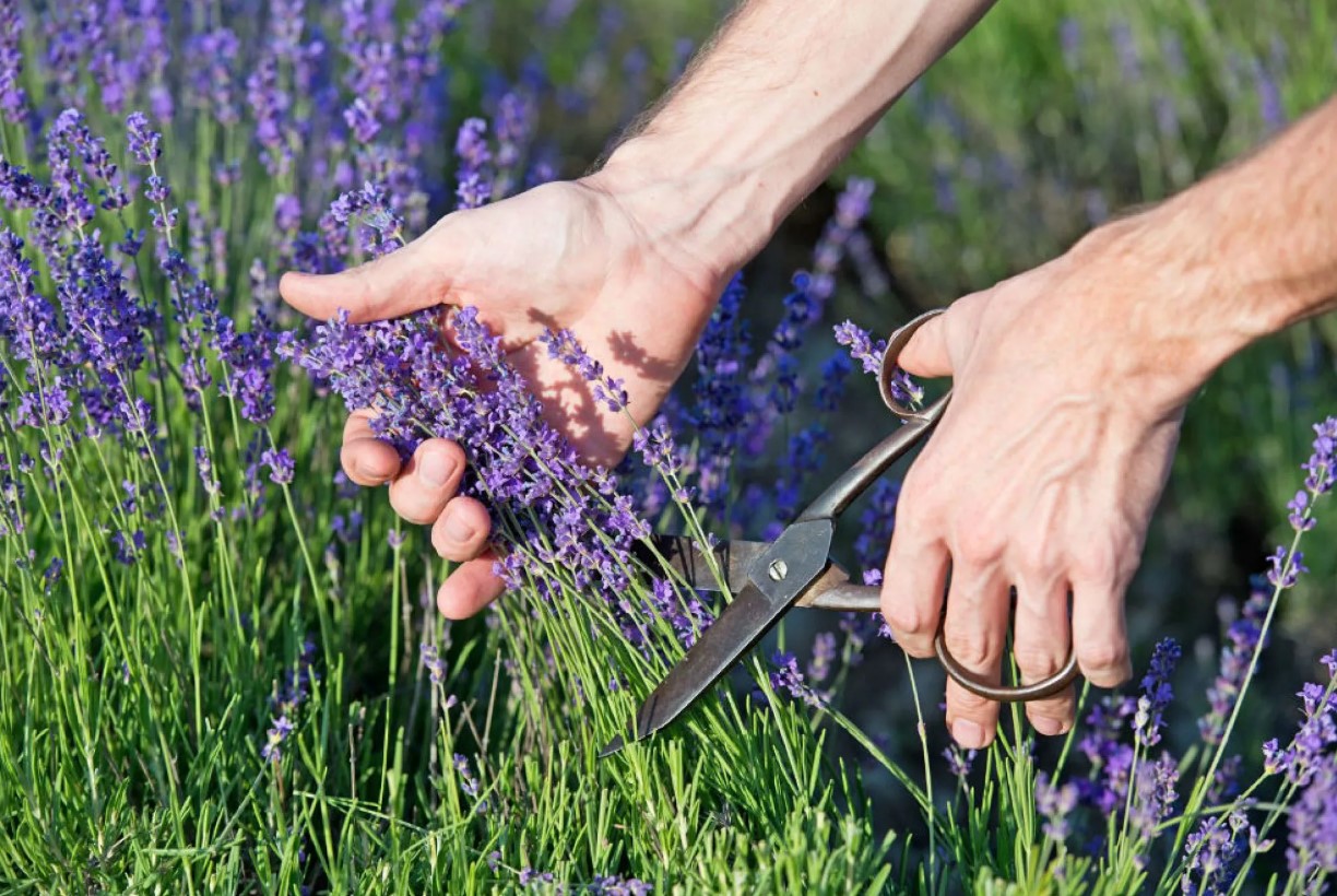 Gødning til lavendel: hvordan man får planter til at blomstre rigeligt