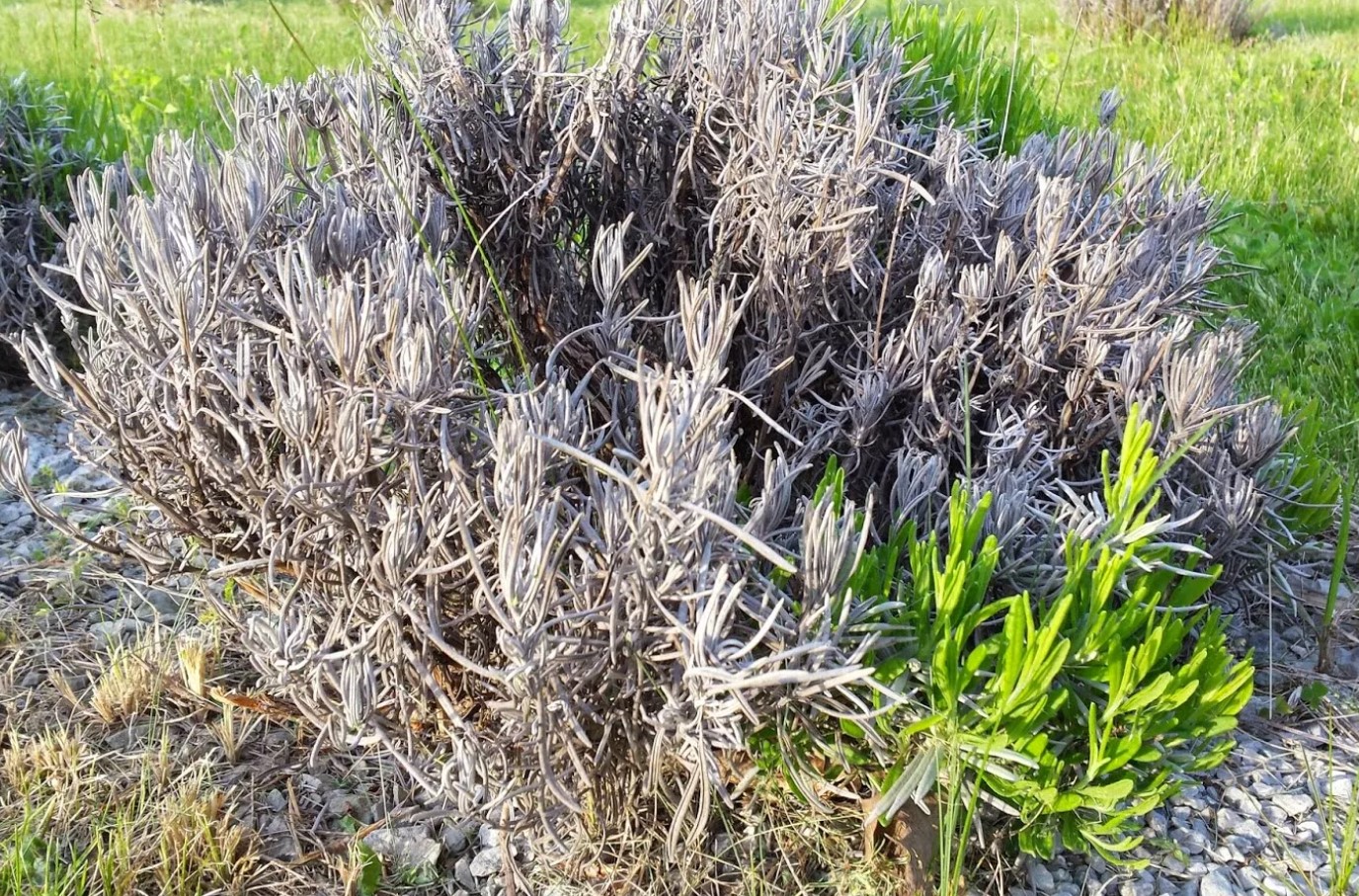 Hvad skal man gøre, hvis lavendel tørrer ud: instruktioner til at redde planten